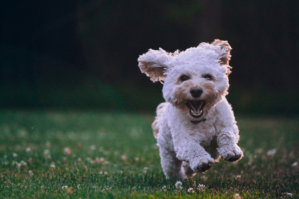 a photo of a small running dog in relation to a blog post about best funny monday quotes and sayings to brighten up your day