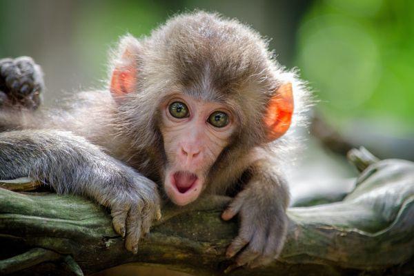 Image of a funny monkey looking at you and wondering. This image is in relation to a b log post about funny Wednesday quotes